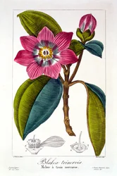 Melier